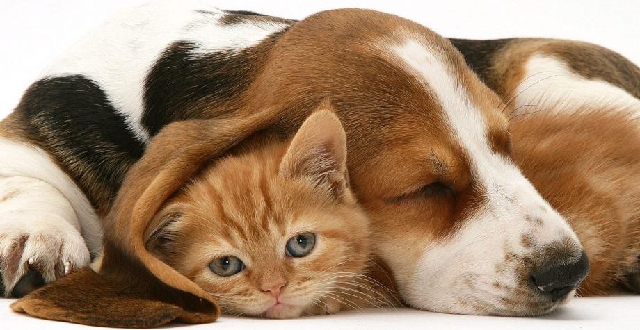 Pet Flap Fitters - Cats and Dog flap fitters Pet Flap Fitters